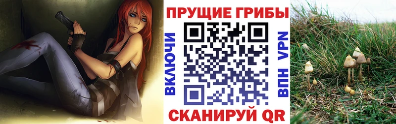 дарнет шоп  Исилькуль  Псилоцибиновые грибы мицелий 